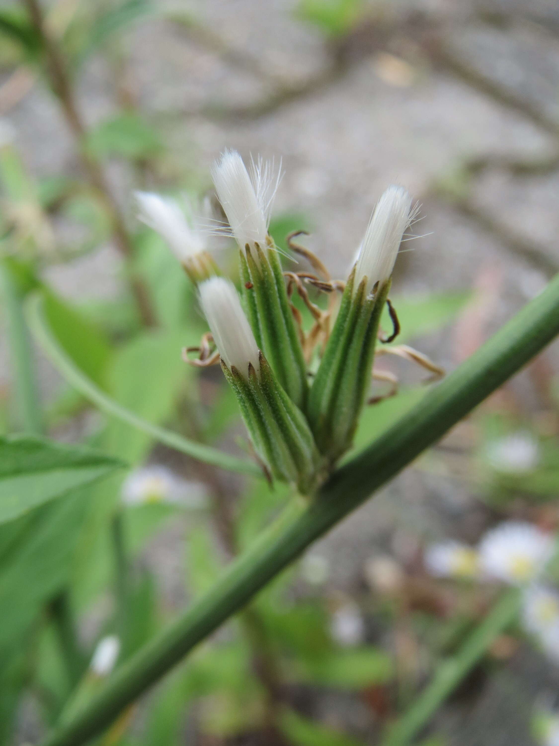 Chondrilla juncea L. resmi