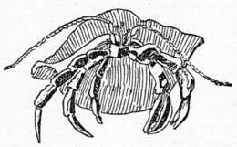 Image of Hermit Crabs