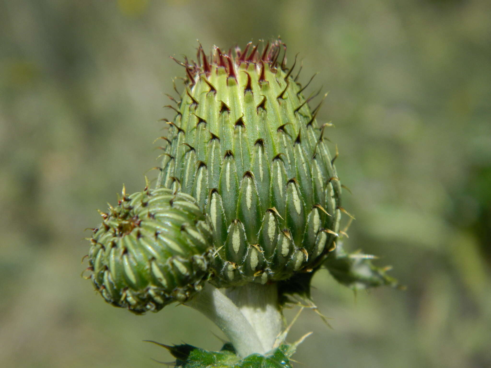 Imagem de Cirsium brevifolium Nutt.