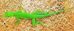 Image of Leopard Anole