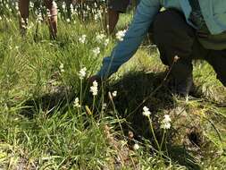 Image of western false asphodel