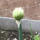 Image of Allium cepa var. cepa