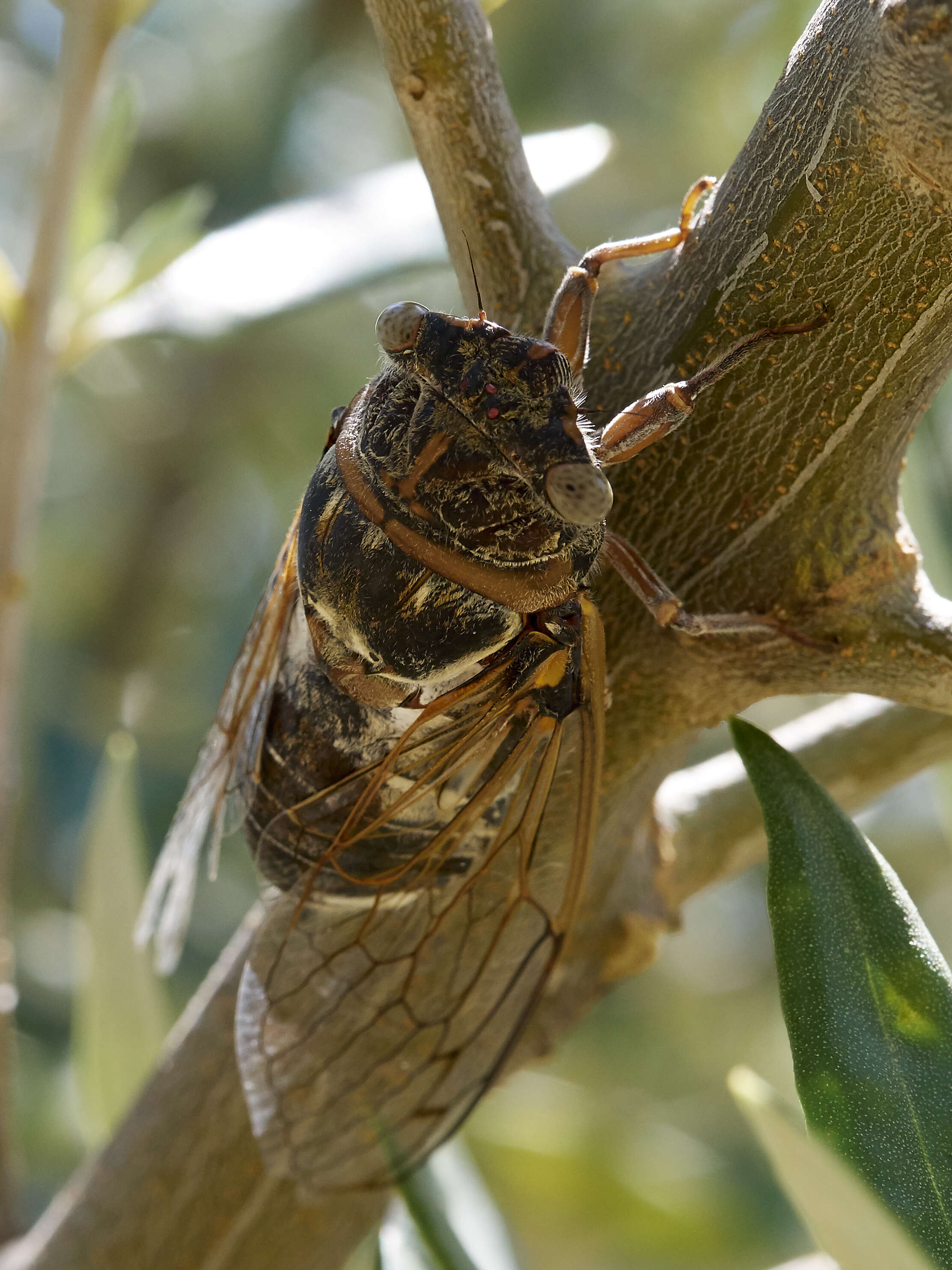 Image of Cicada orni Linnaeus 1758