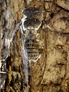 Image of Cicada orni Linnaeus 1758