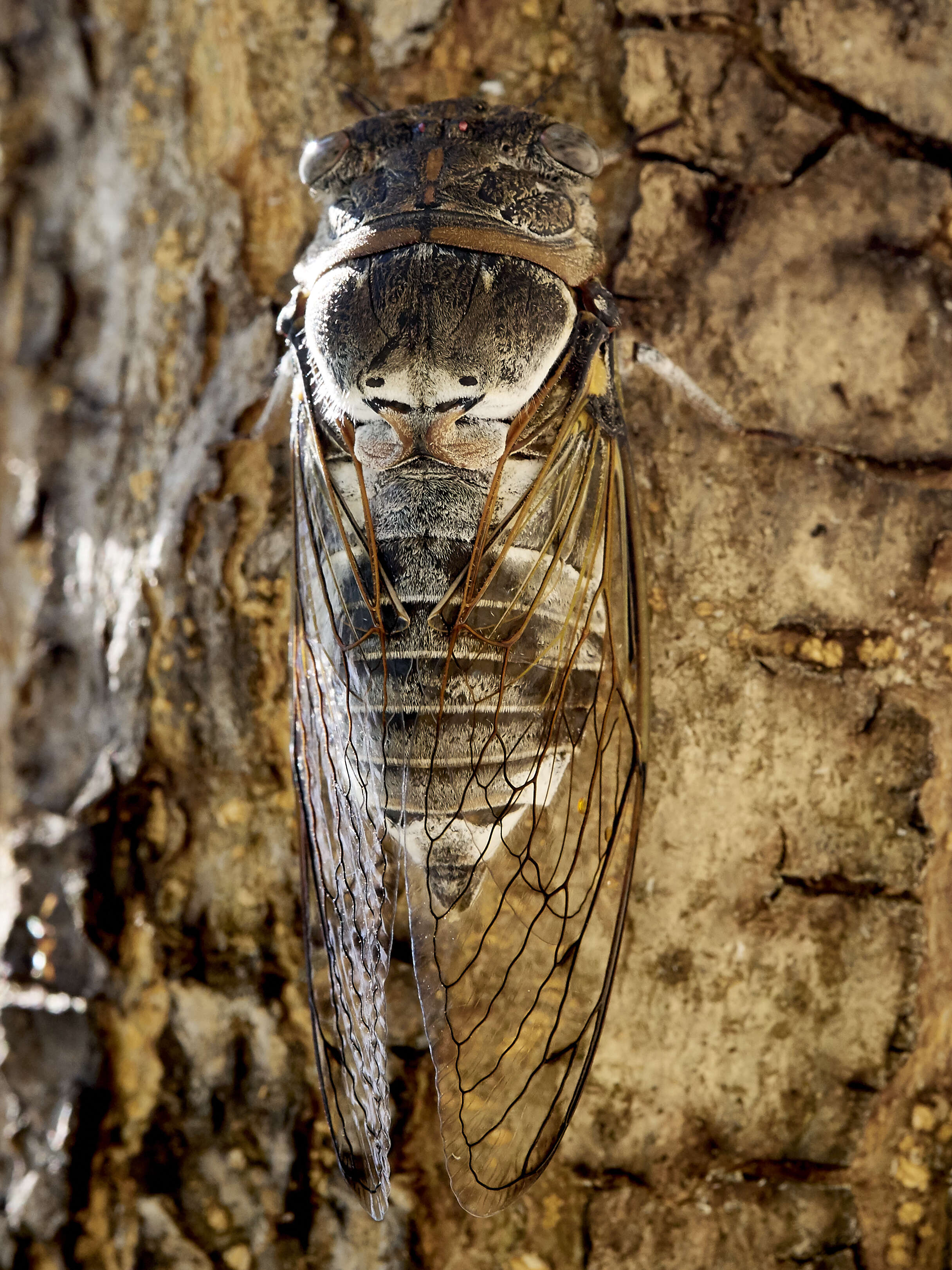 Image of Cicada orni Linnaeus 1758