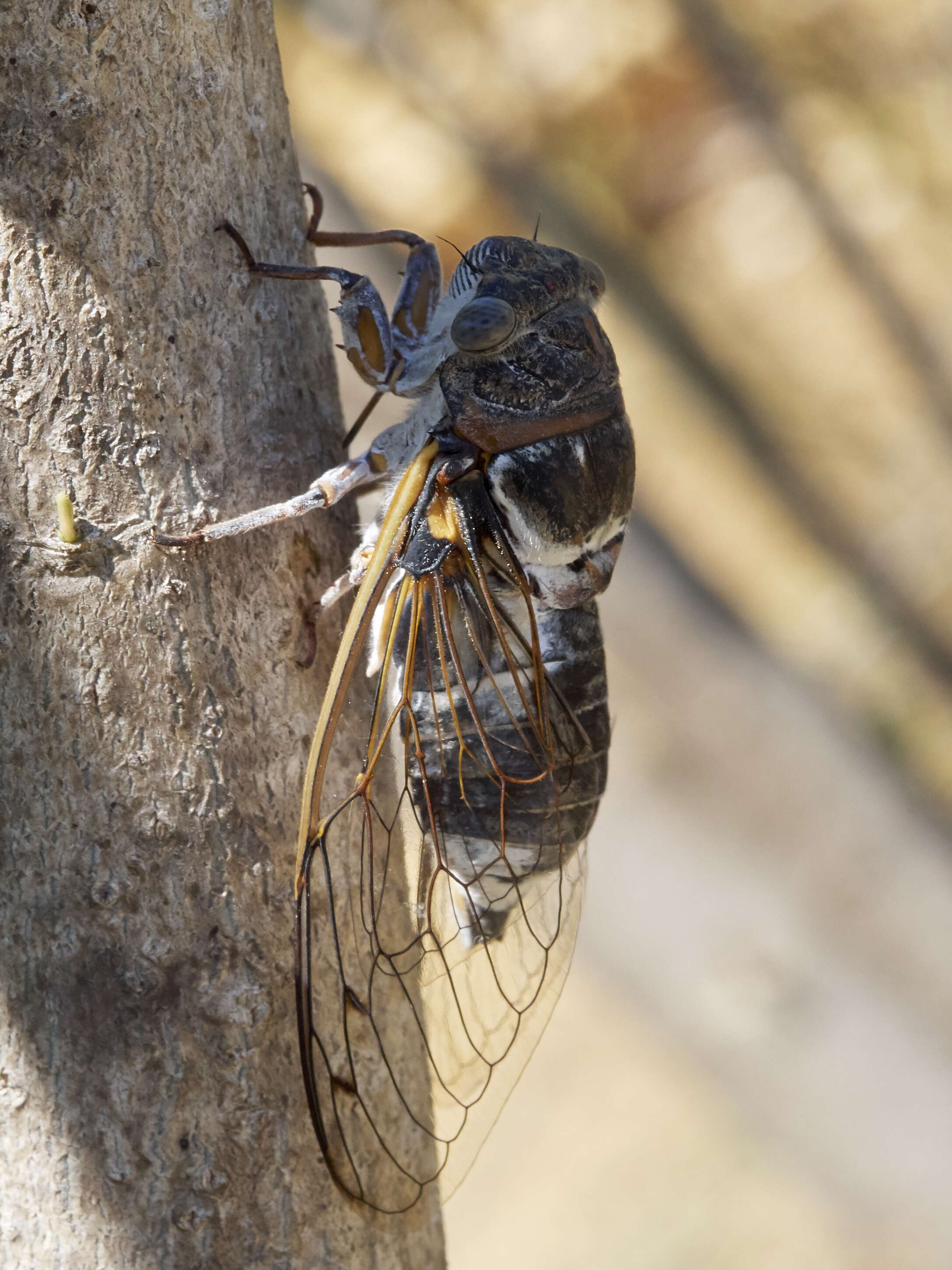 Image of Cicada orni Linnaeus 1758