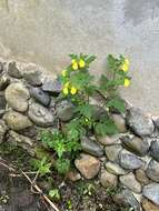 Image of Calceolaria mexicana Benth.