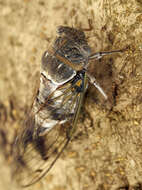 Image of Cicada orni Linnaeus 1758