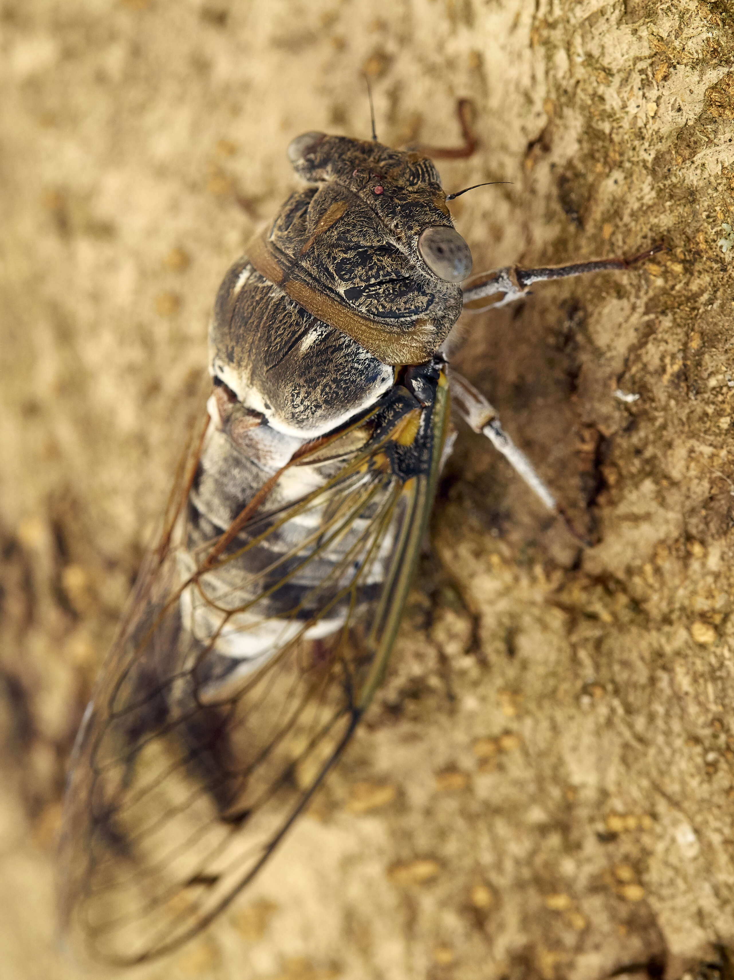 Image of Cicada orni Linnaeus 1758