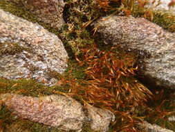 Image of <i>Tortula muralis</i> subsp. <i>obtusifolia</i>