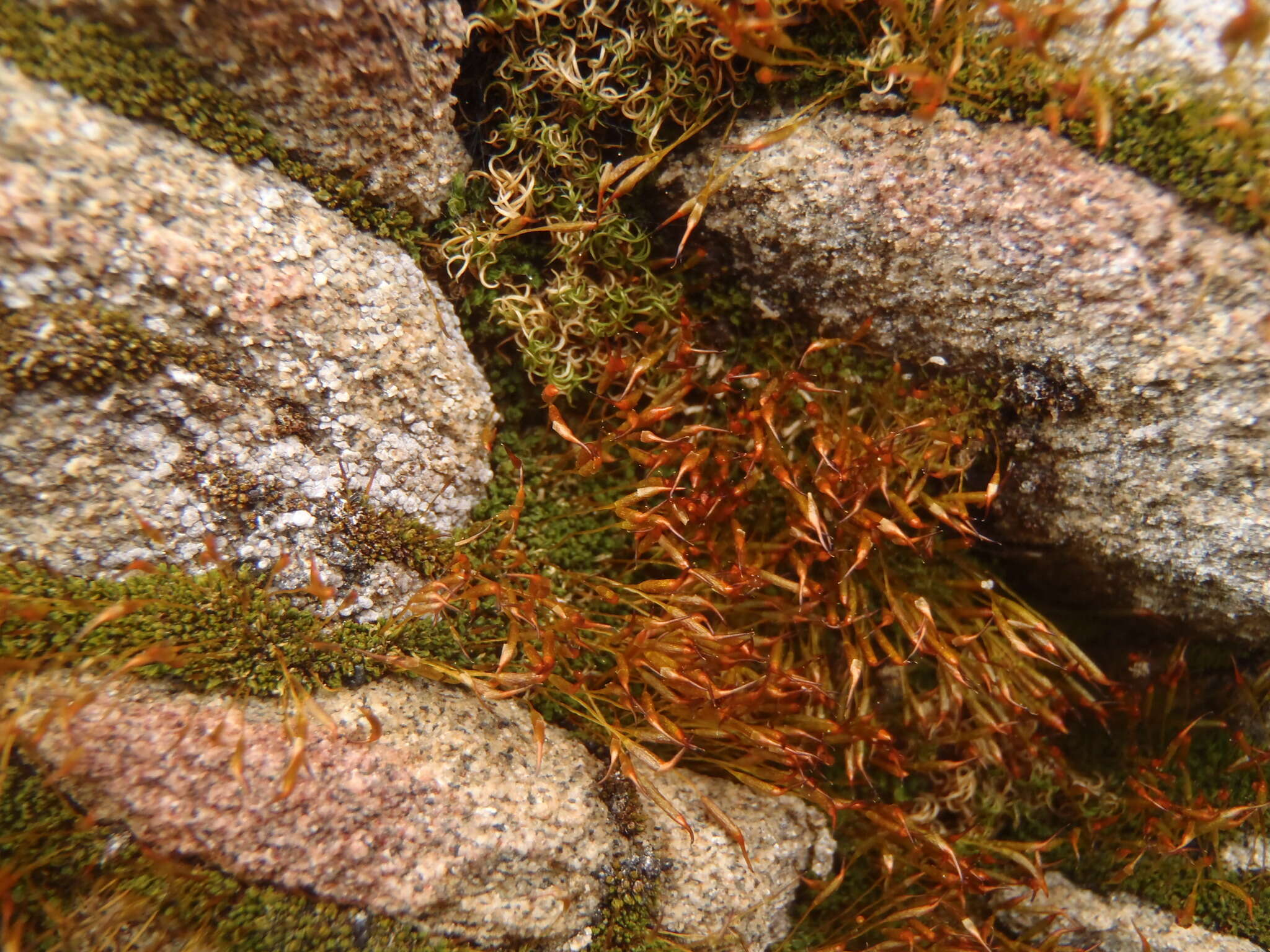 <i>Tortula muralis</i> subsp. <i>obtusifolia</i>的圖片