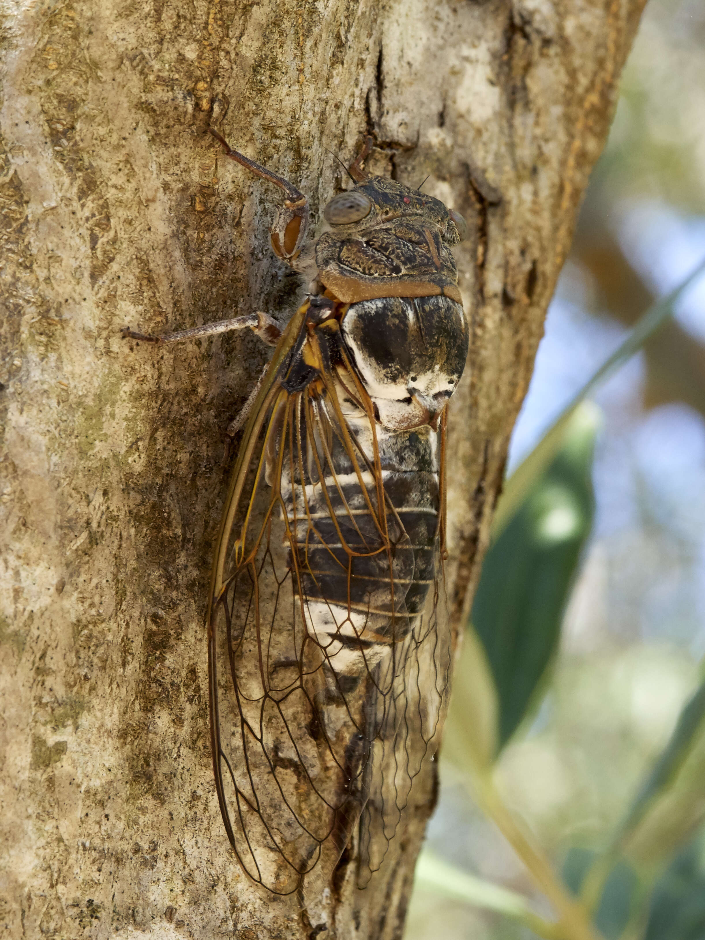 Image of Cicada orni Linnaeus 1758