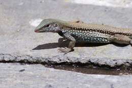 Image of Hispaniolan giant ameiva