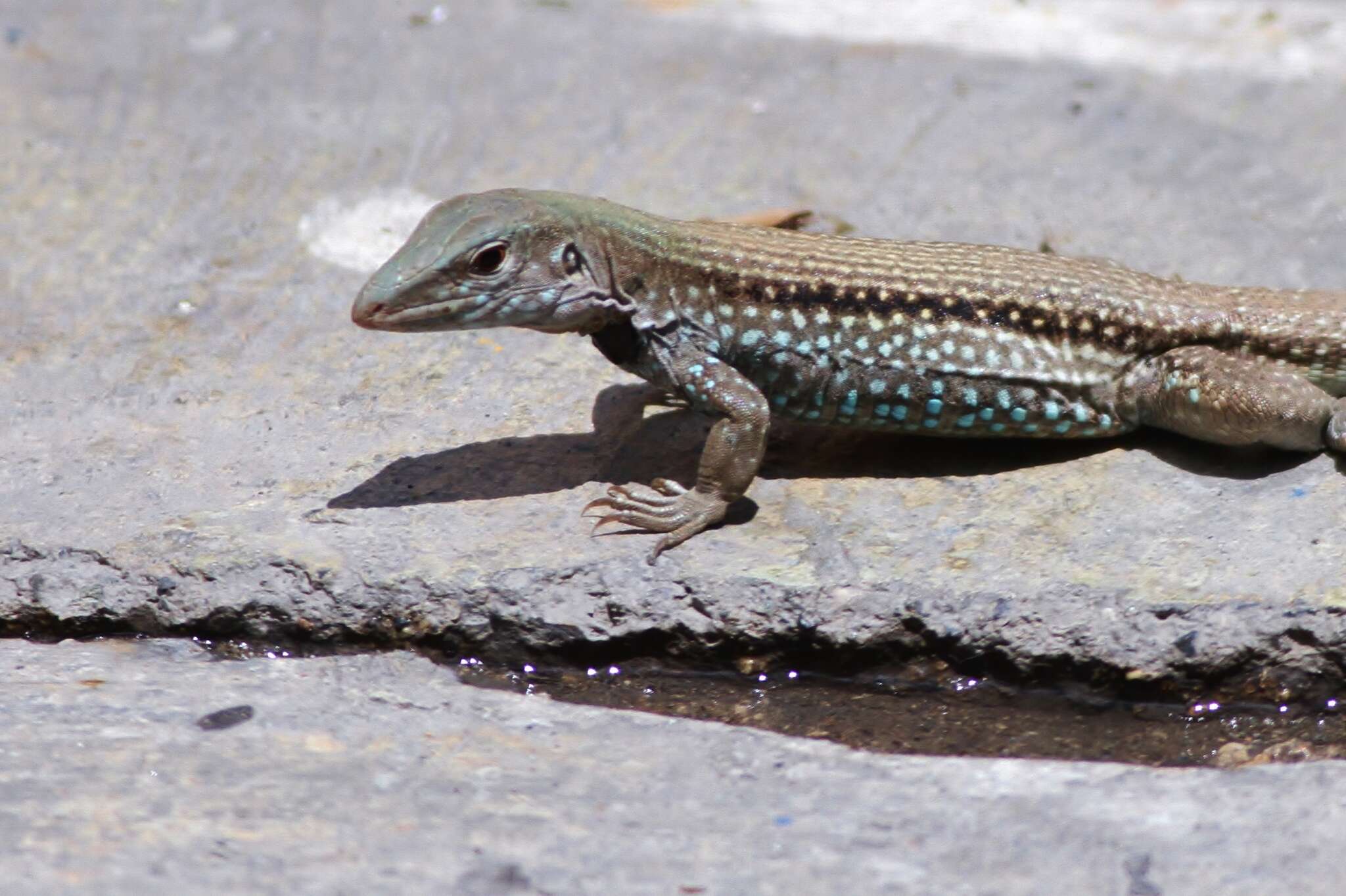 Image of Hispaniolan giant ameiva