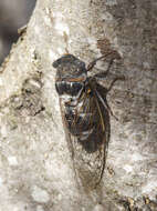 Image of Cicada orni Linnaeus 1758