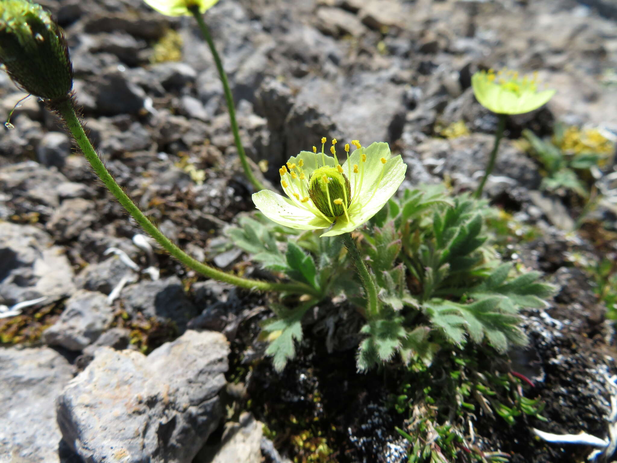 Image of Arctic poppy