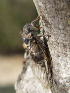 Image of Cicada orni Linnaeus 1758