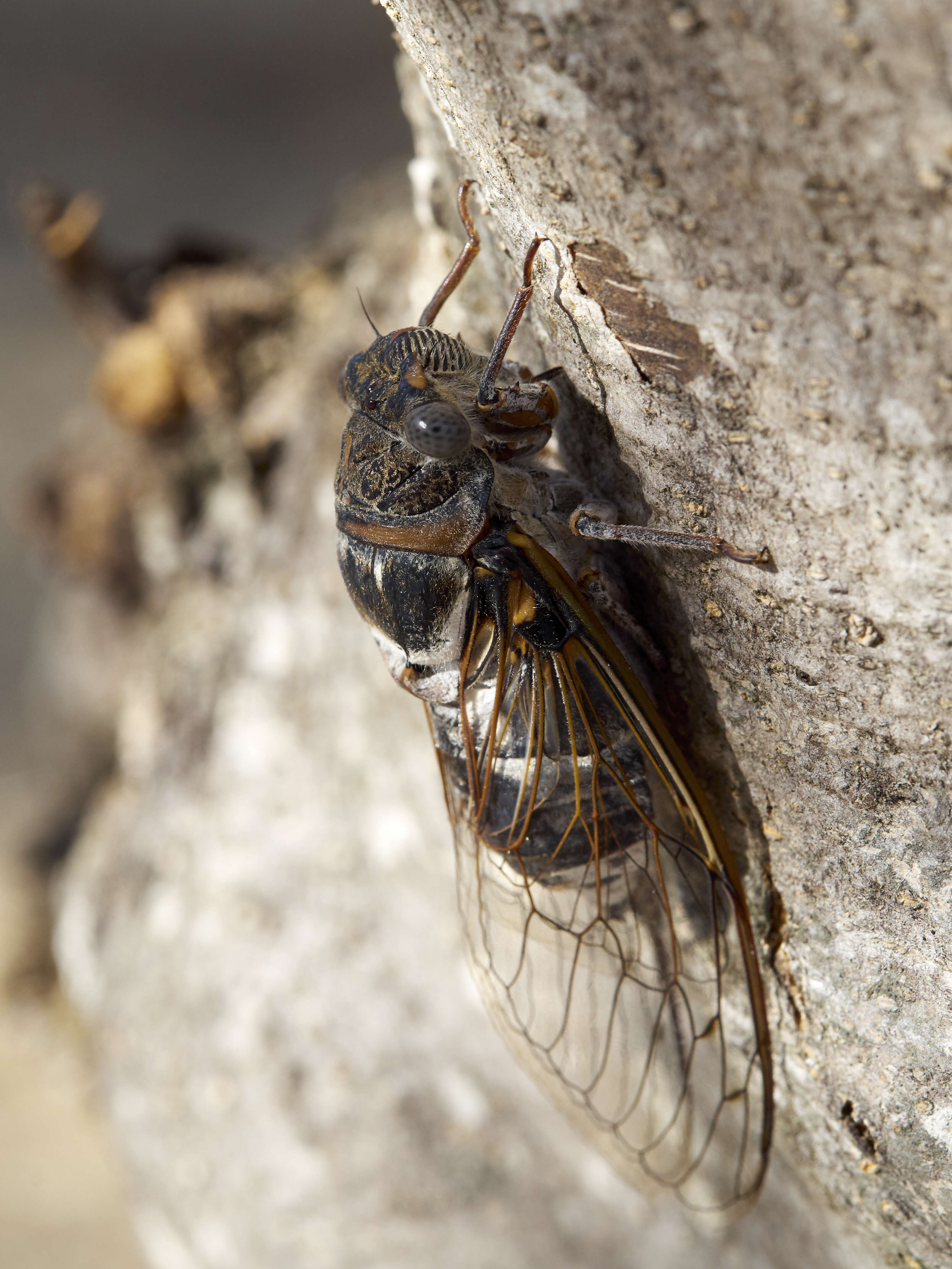 Image of Cicada orni Linnaeus 1758