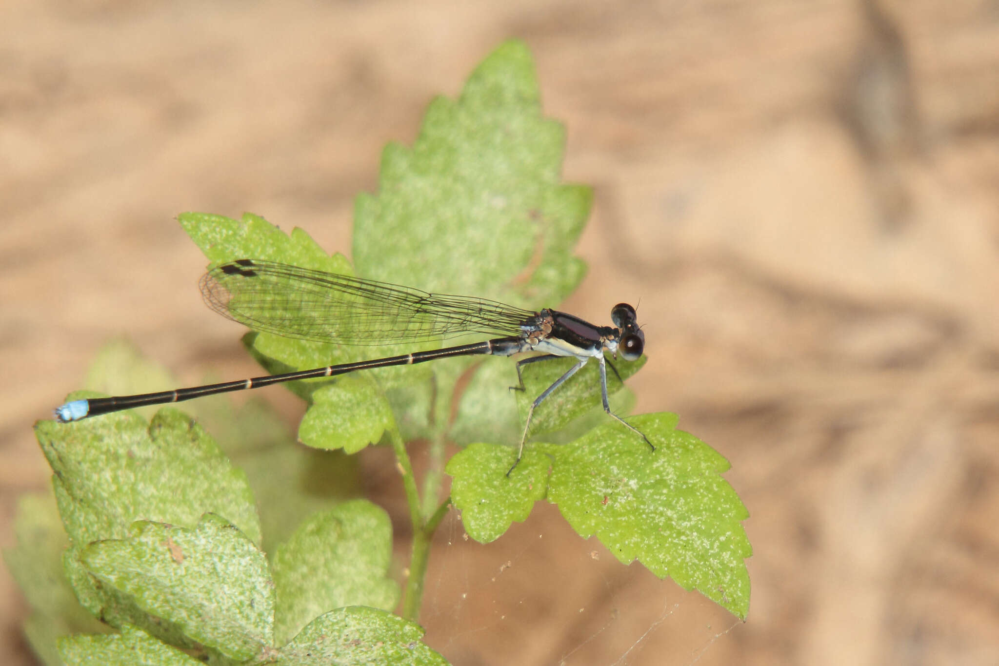 Image of Blue-tipped Dancer