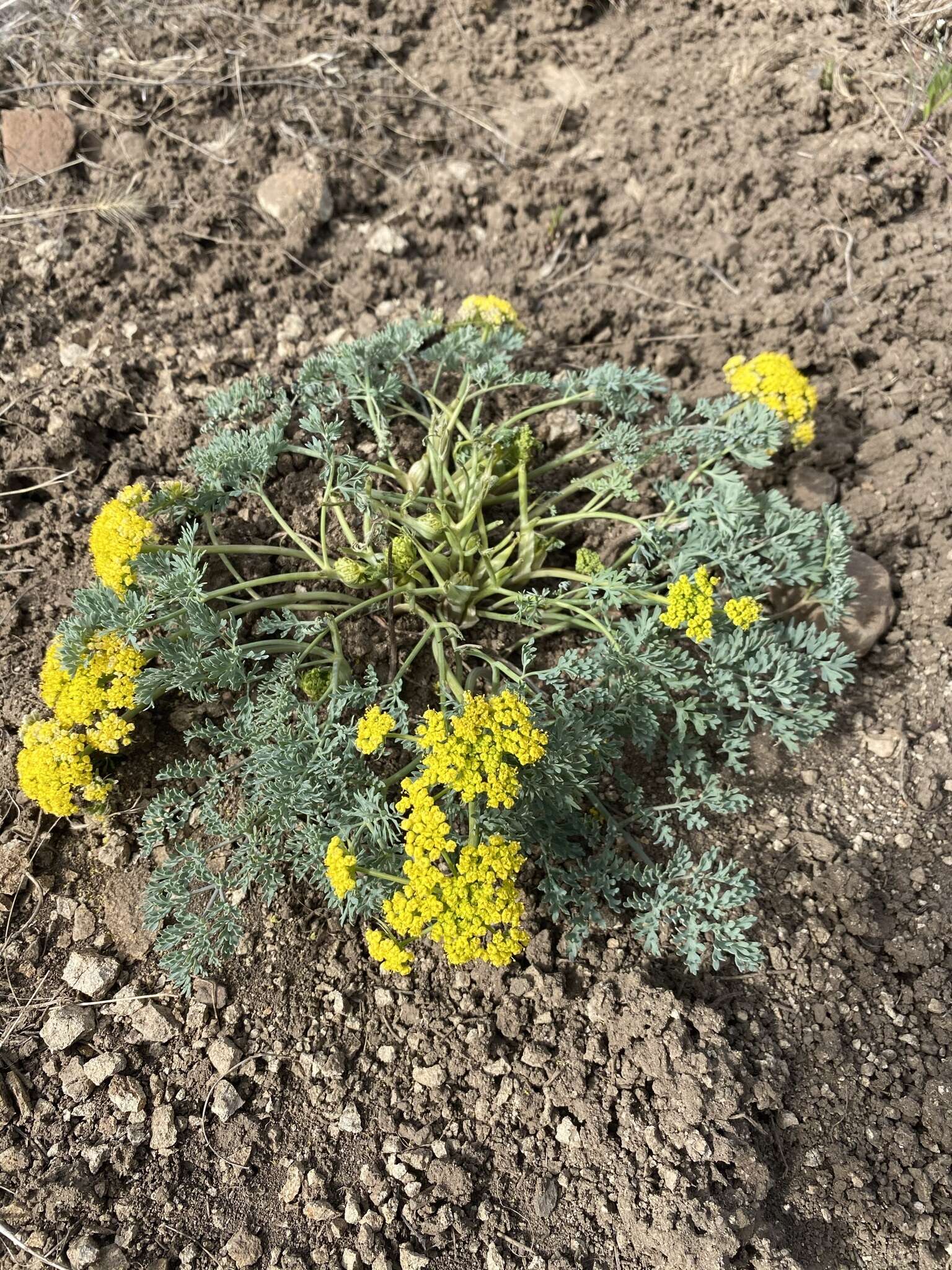 Imagem de Lomatium donnellii (Coult. & Rose) Coult. & Rose