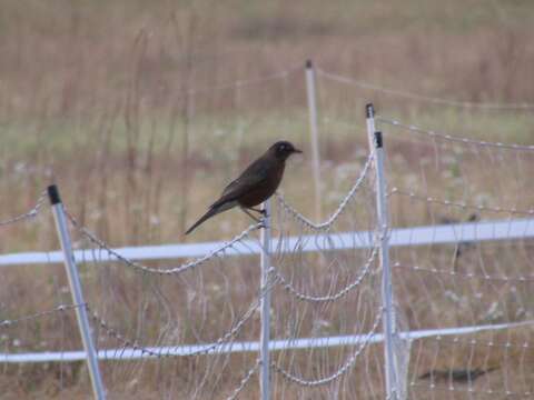 Image of Turdus migratorius migratorius Linnaeus 1766