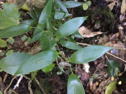 Image of Danae racemosa (L.) Moench