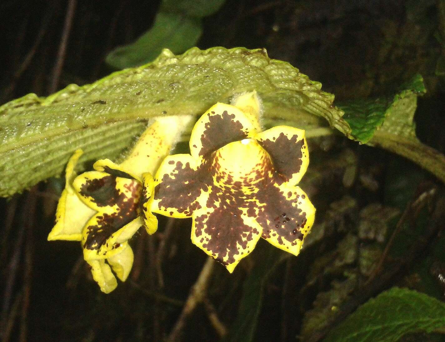 Image of Gasteranthus leopardus M. Freiberg