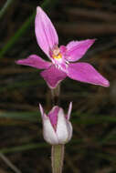 Image of Pink fairy orchid