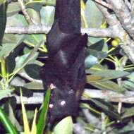 Image of Black Flying Fox