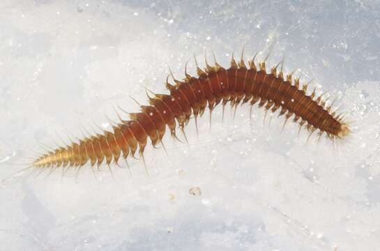 Image of Ophiodromini