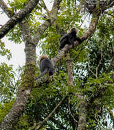 صورة Semnopithecus johnii (J. Fischer 1829)