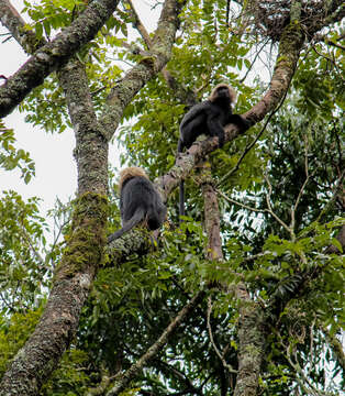 صورة Semnopithecus johnii (J. Fischer 1829)