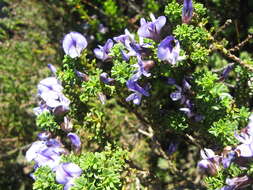 Image of Psoralea aculeata L.