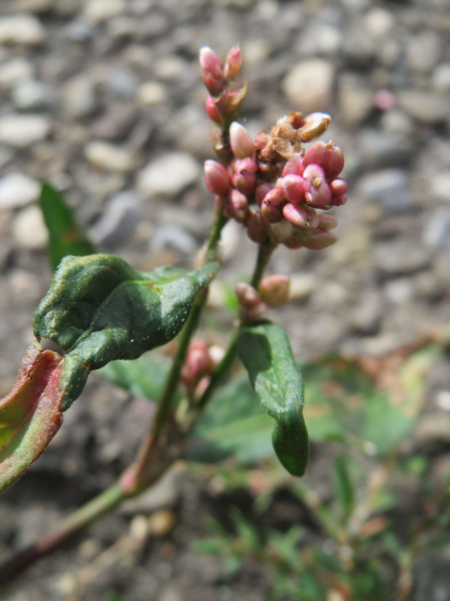 Image of Dock-Leaf Smartweed