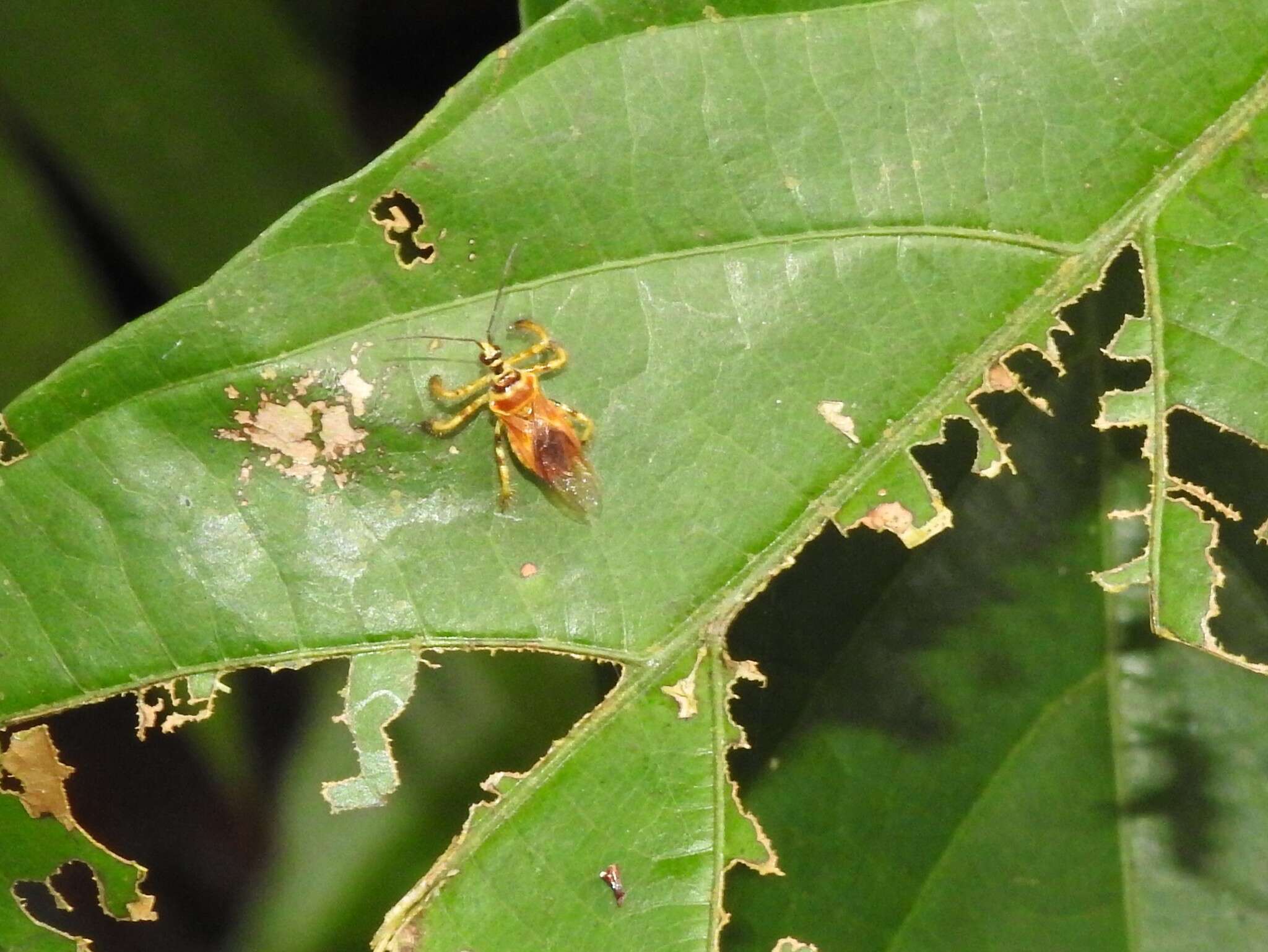 Image of Agriocoris flavipes (Fabricius 1803)