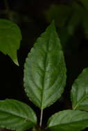 Image of Impatiens leptura Hook. fil.