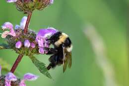 Image of short-haired bumblebee