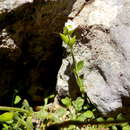 Image of Arenaria filicaulis Fenzl