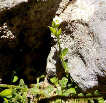 Image of Arenaria filicaulis Fenzl