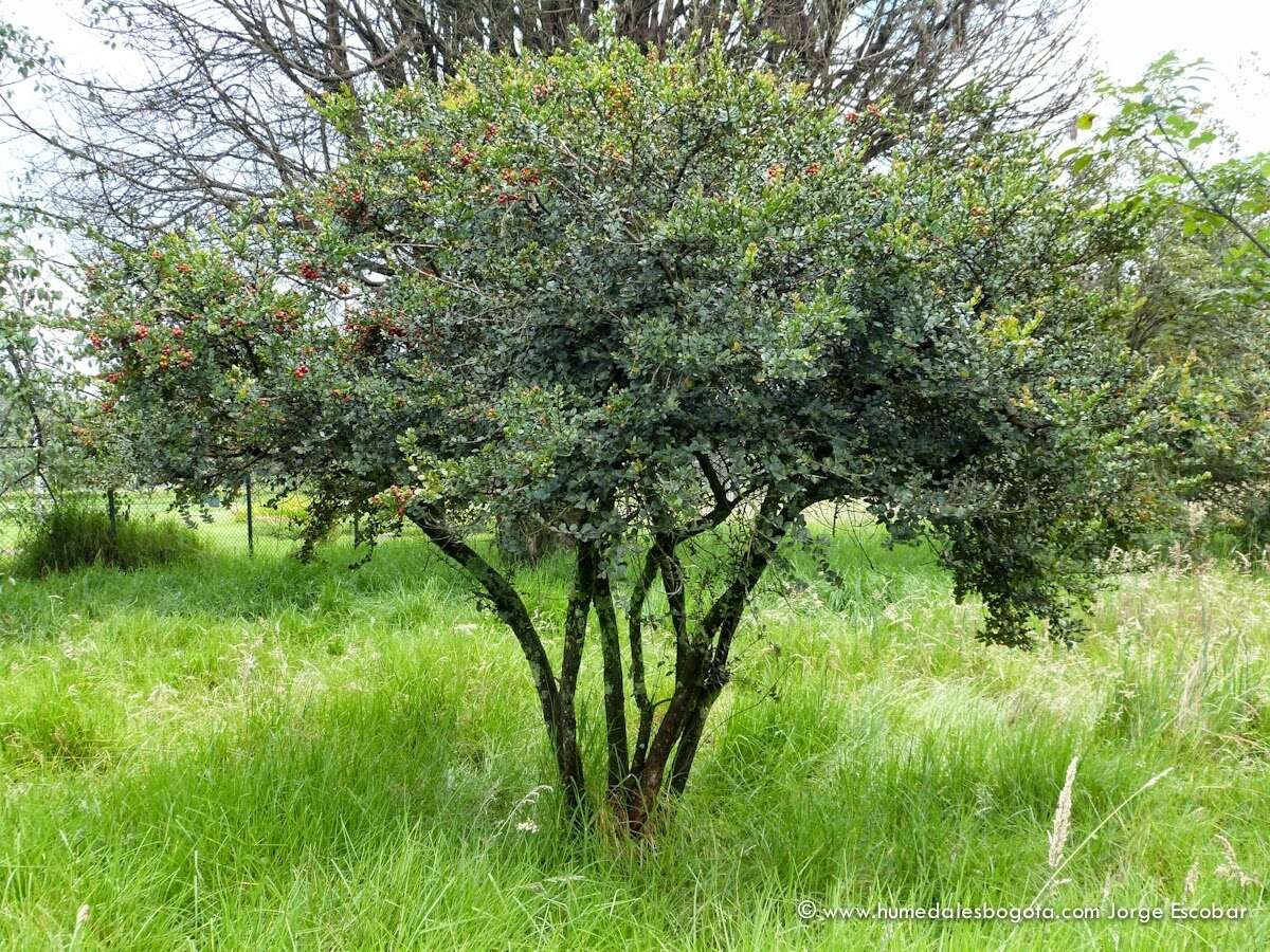 Myrcianthes leucoxyla (Ortega) Mc Vaugh resmi