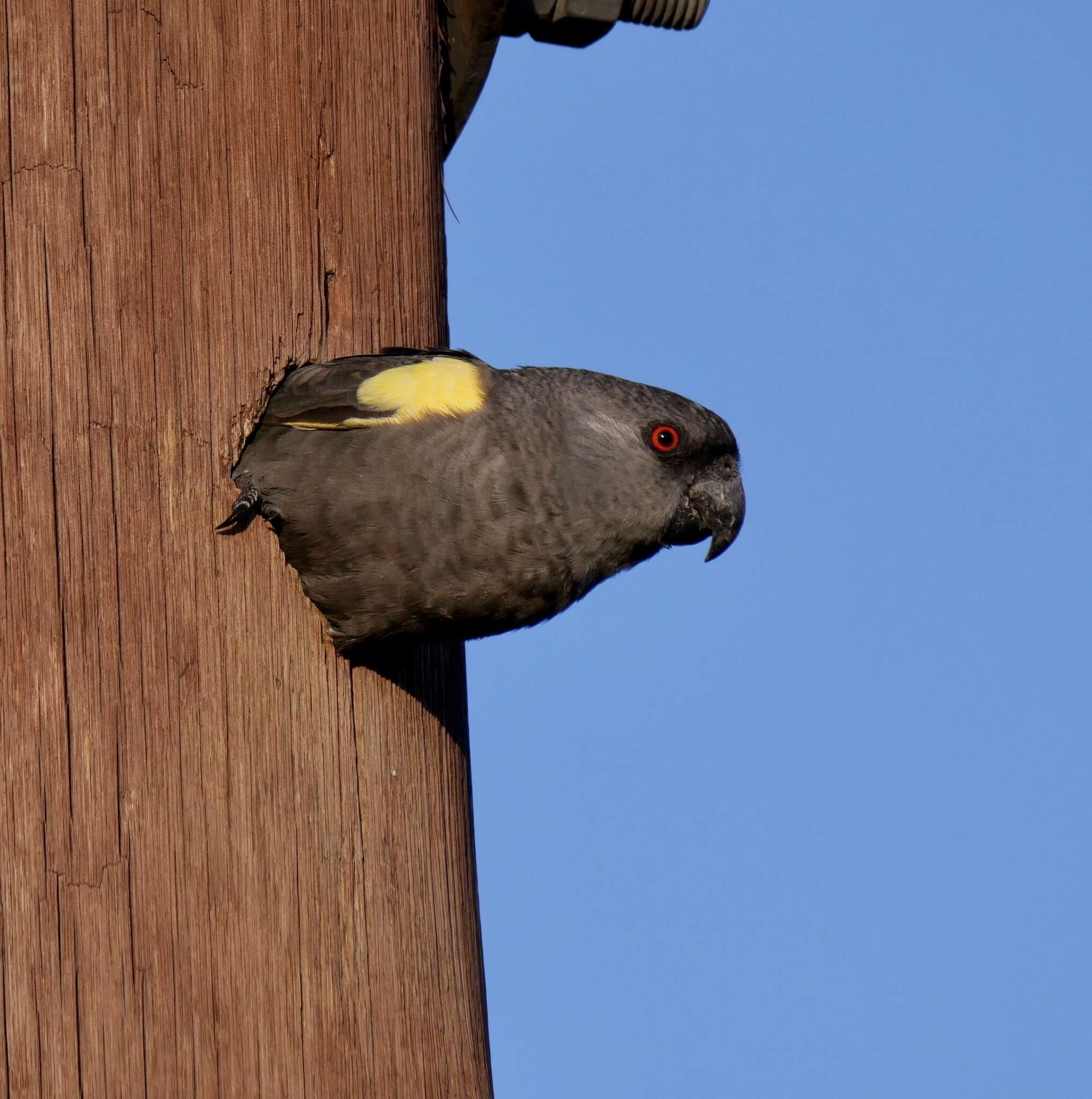 Image of Rüppell's Parrot