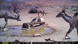 Image of African Hawk-Eagle