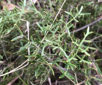 Image of Grevillea angustiloba (F. Müll.) Downing