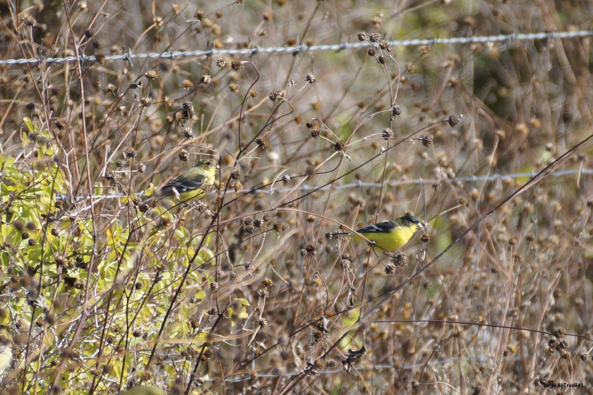 Image of Lesser Goldfinch