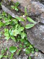 Image of White-Flower Willowherb