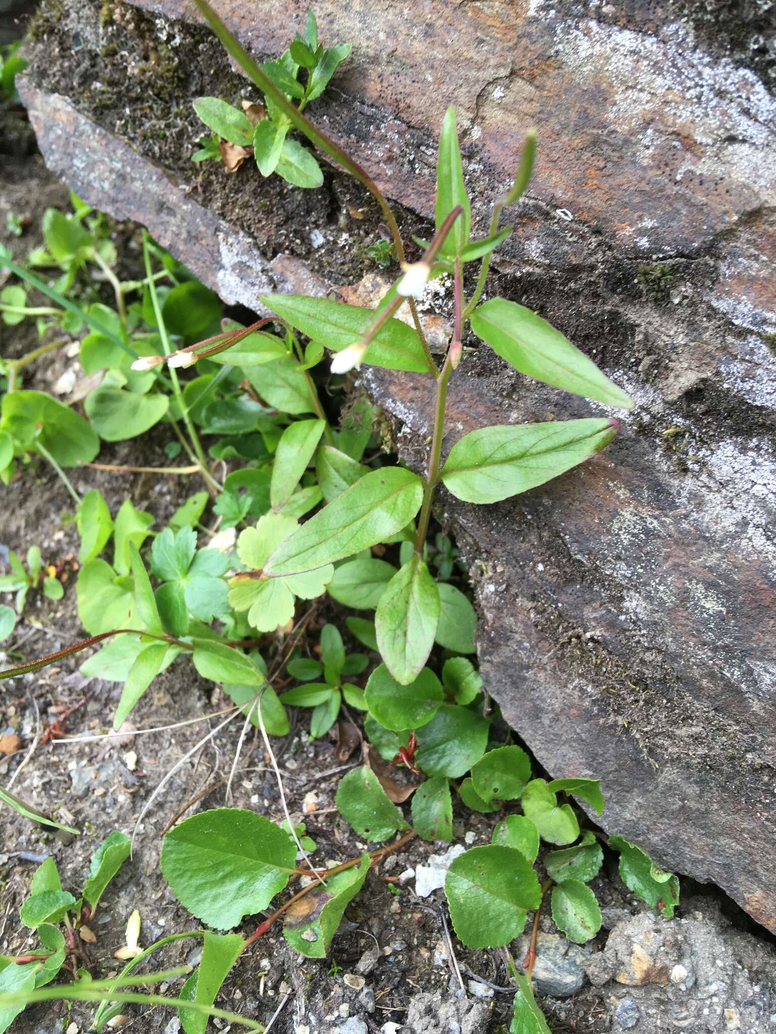 Imagem de Epilobium lactiflorum Hausskn.