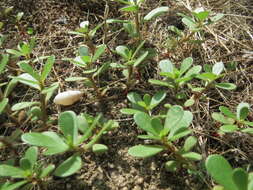 Image of common purslane