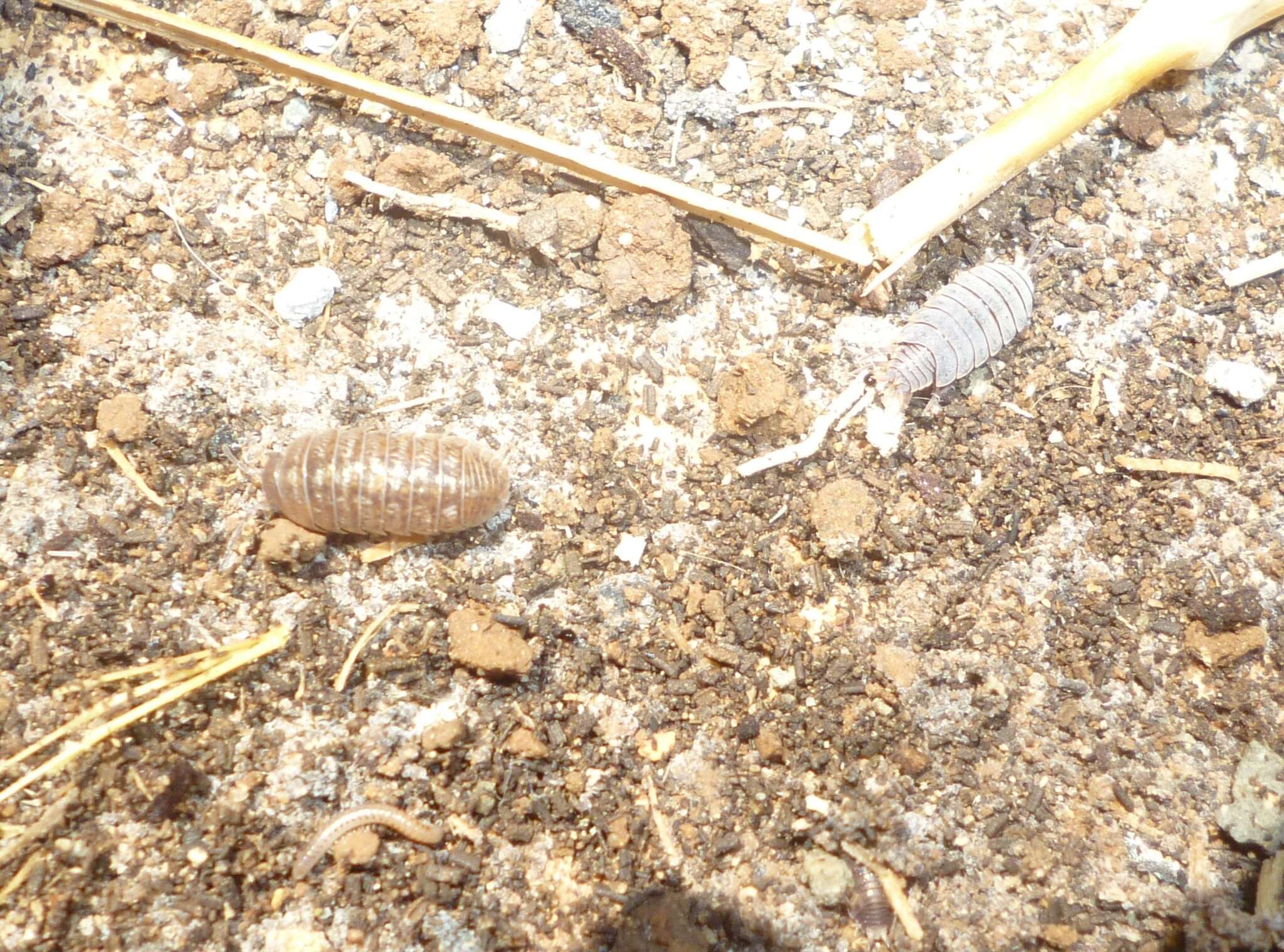 Image of Armadillidium marmoratum Strouhal 1929