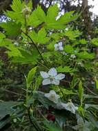 Image of Rubus palmatus C. P. Thunb. ex A. Murray