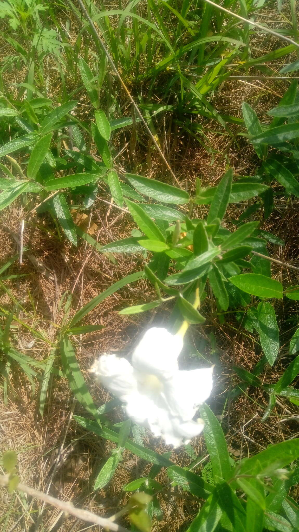 Imagem de Mandevilla hypoleuca (Benth.) Pichon